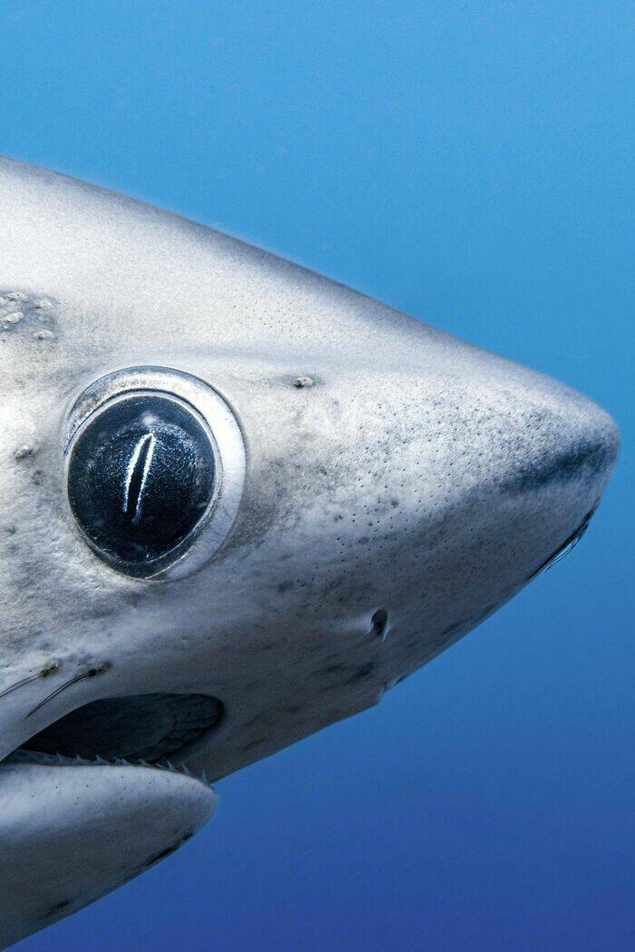 Mysterious Ocean Moments That Shocked Everyone