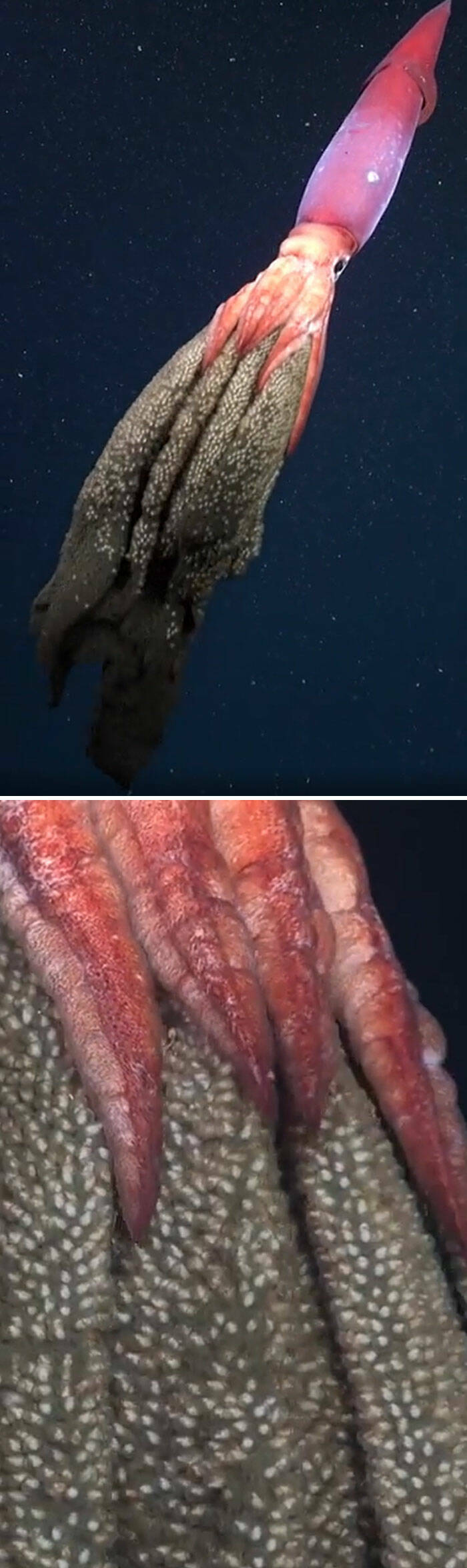 Mysterious Ocean Moments That Shocked Everyone