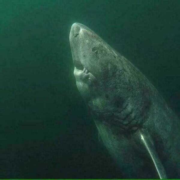 Mysterious Ocean Moments That Shocked Everyone
