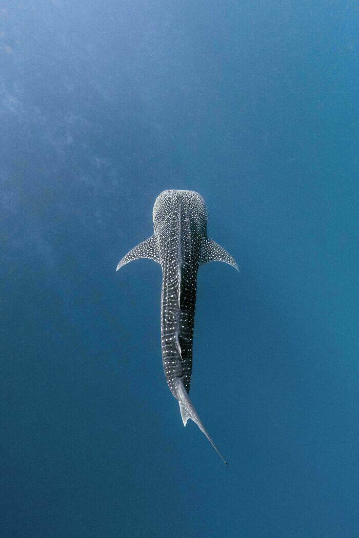 Mysterious Ocean Moments That Shocked Everyone