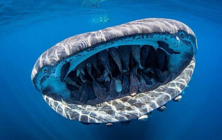Mysterious Ocean Moments That Shocked Everyone