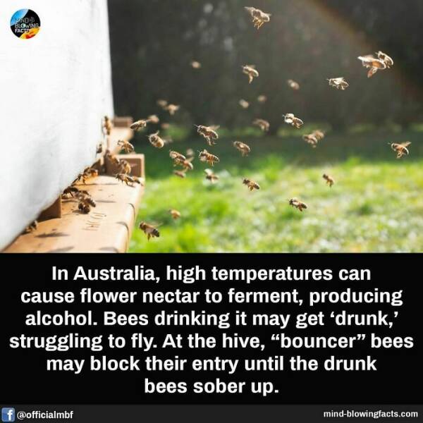 Bet You Didn’t Know These Crazy Facts Until Now
