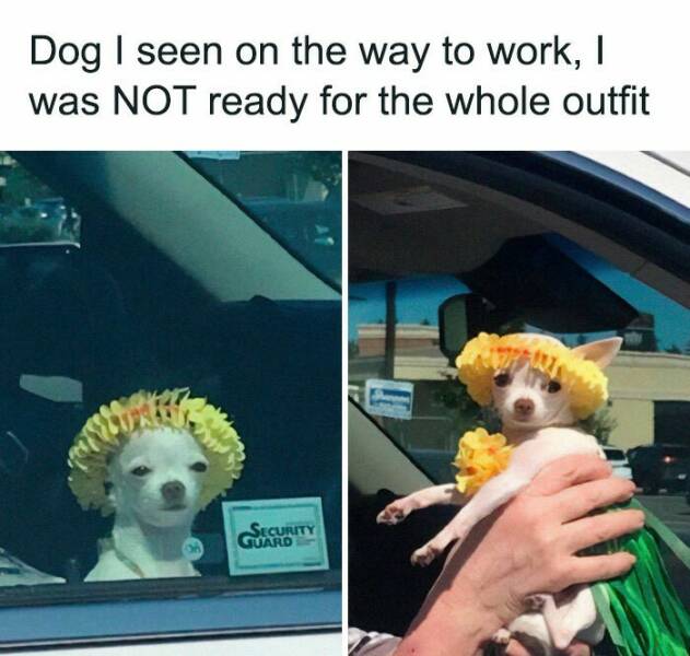 Totally Random Memes For Your Scrolling Needs