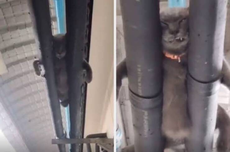 When Cats And Dogs Steal The Comedy Show