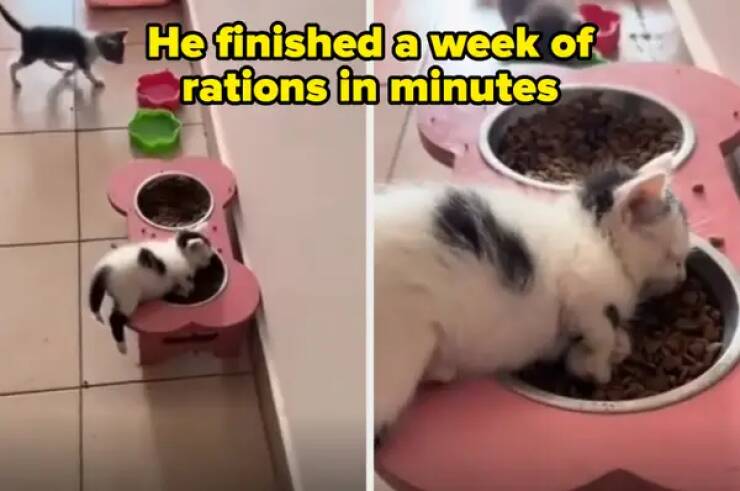 When Cats And Dogs Steal The Comedy Show