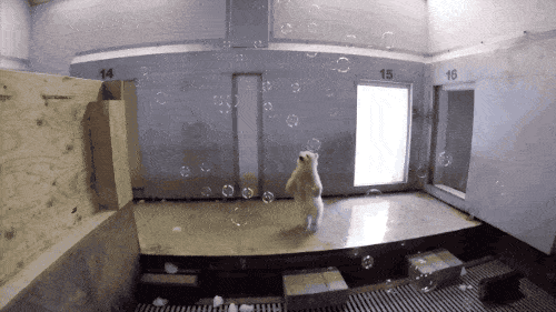 Daily Gifdump