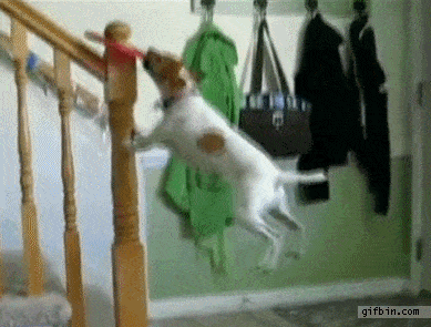 Daily Gifdump Daily Gifdump