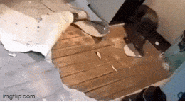 Daily Gifdump Daily Gifdump