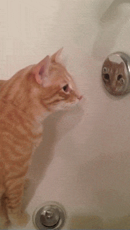 Daily Gifdump Daily Gifdump