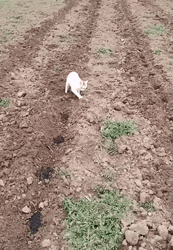 Daily Gifdump Daily Gifdump