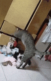 Daily Gifdump Daily Gifdump