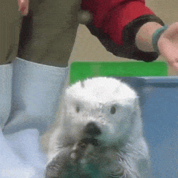 Daily Gifdump Daily Gifdump