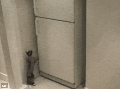 Daily Gifdump Daily Gifdump