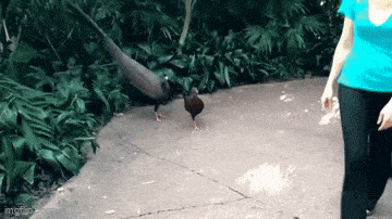 Daily Gifdump Daily Gifdump