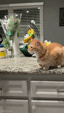 Daily Gifdump Daily Gifdump