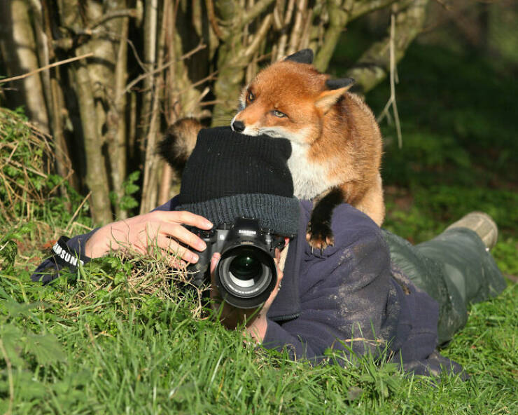 Hilarious Animal Interruptions During Serious Wildlife Photo Shoots