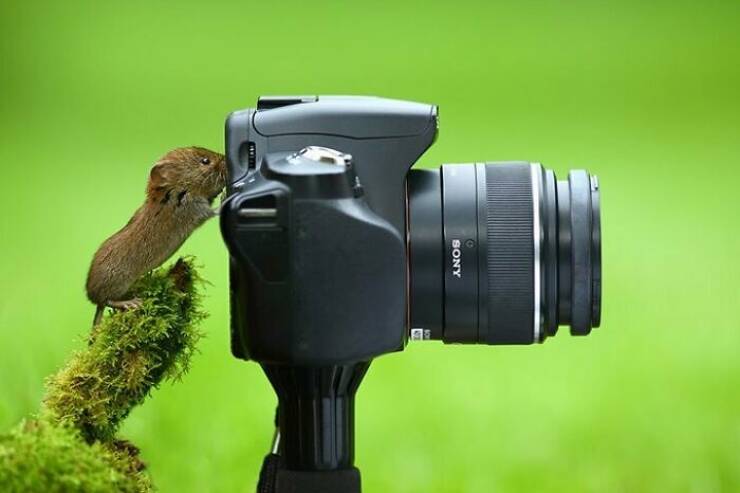 Hilarious Animal Interruptions During Serious Wildlife Photo Shoots