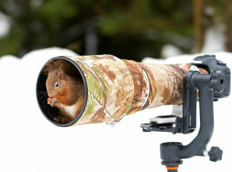 Hilarious Animal Interruptions During Serious Wildlife Photo Shoots