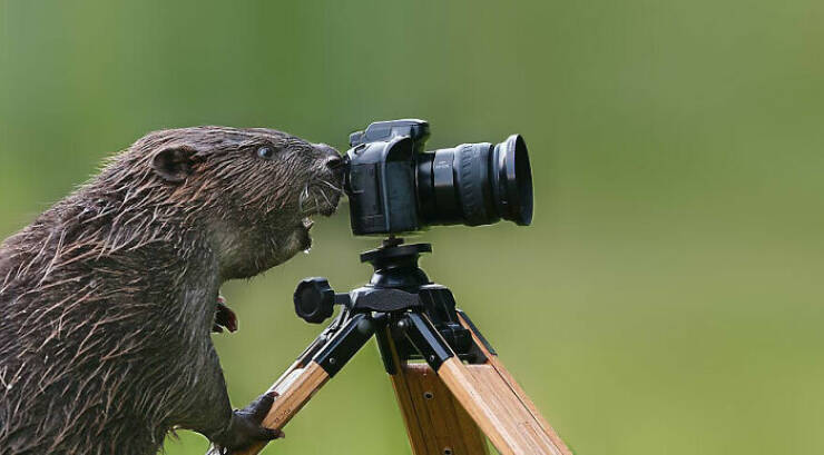 Hilarious Animal Interruptions During Serious Wildlife Photo Shoots