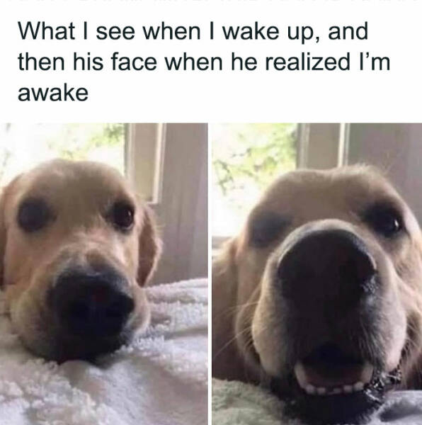 Hilarious Dog Memes to Brighten Your Day in Seconds