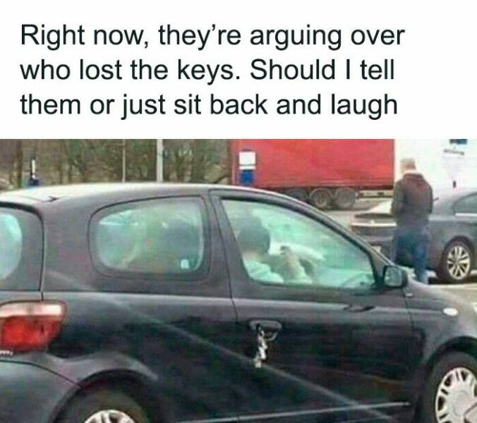 Honk If These Driving Memes Feel Too Real