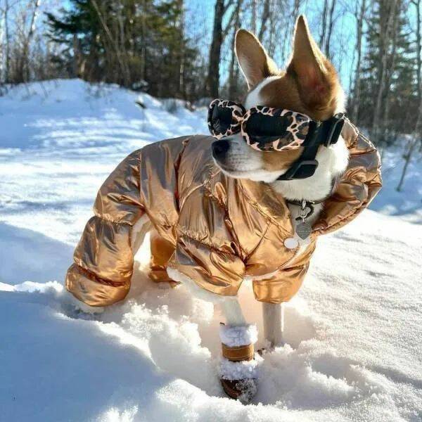 Daily Picdump Daily Picdump