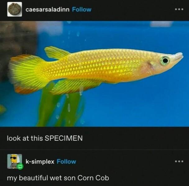 Funny Picdump Funny Picdump