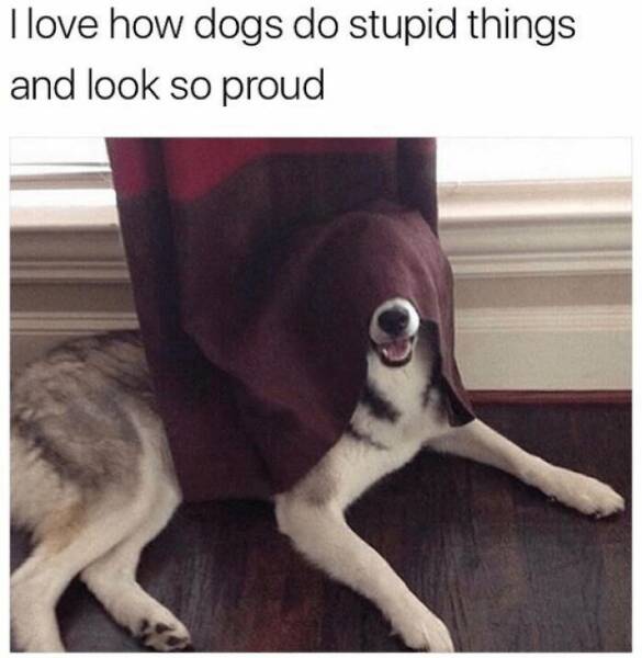 If Everything Feels Awful, Let These Dog Memes Be Your Comfort Blanket