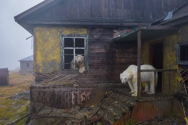 Inside the Ghost Station Now Ruled by Polar Bears: Stunning Photos From The Russian Arctic
