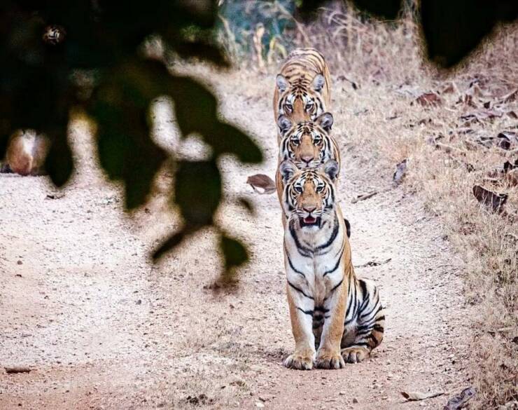 Morning Picdump Morning Picdump