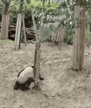 Daily Gifdump