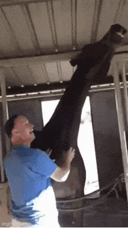 Daily Gifdump Daily Gifdump