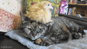 Daily Gifdump Daily Gifdump