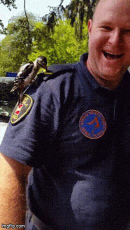 Daily Gifdump Daily Gifdump