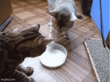 Daily Gifdump Daily Gifdump