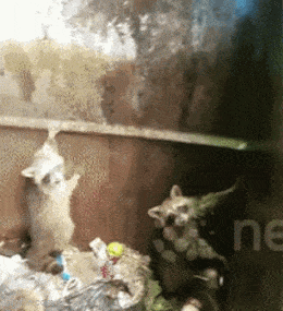 Daily Gifdump Daily Gifdump