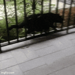 Daily Gifdump Daily Gifdump