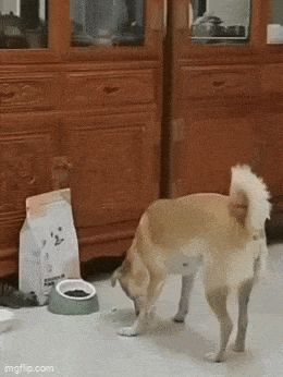 Daily Gifdump Daily Gifdump