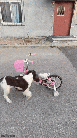 Daily Gifdump Daily Gifdump