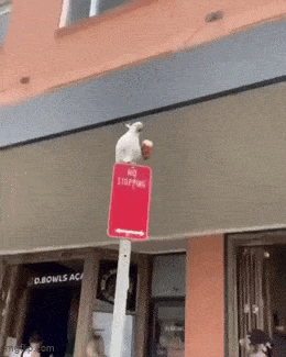 Daily Gifdump Daily Gifdump