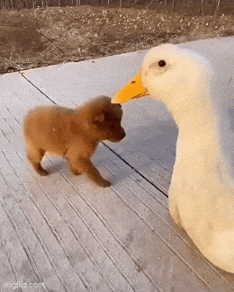 Daily Gifdump Daily Gifdump