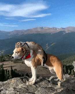 Daily Gifdump Daily Gifdump