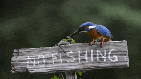 Daily Gifdump Daily Gifdump