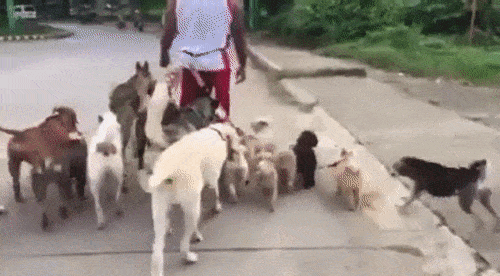 Daily Gifdump Daily Gifdump