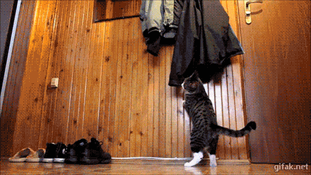 Daily Gifdump Daily Gifdump