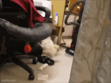 Daily Gifdump Daily Gifdump