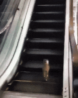 Daily Gifdump Daily Gifdump