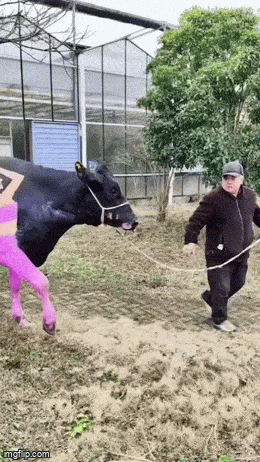 Daily Gifdump Daily Gifdump