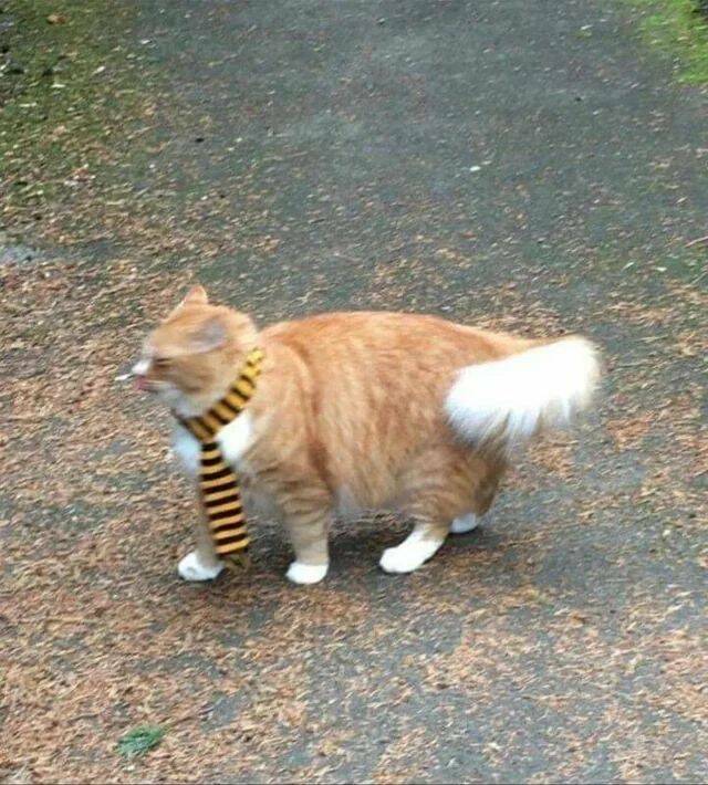 Daily Picdump Daily Picdump