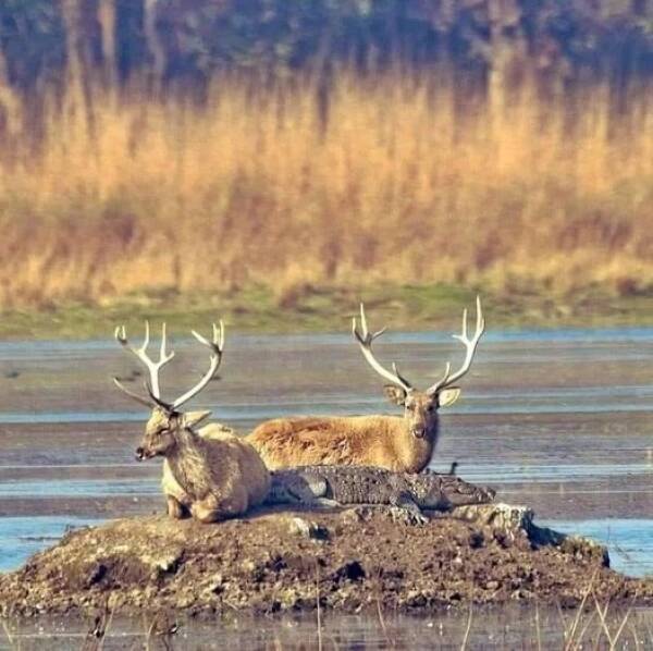 Unexpected Deer Cameos In Everyday Life